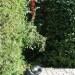 Gartenidylle